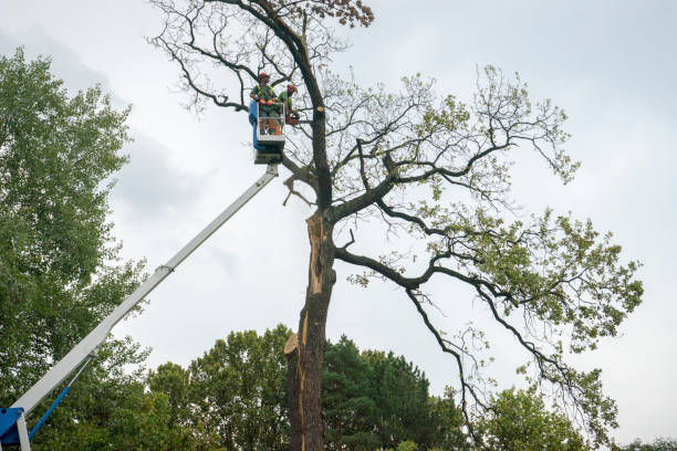 How Our Tree Care Process Works  in  West Clarkston Highland, WA