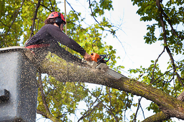 Reliable West Clarkston Highland, WA  Tree Services Solutions